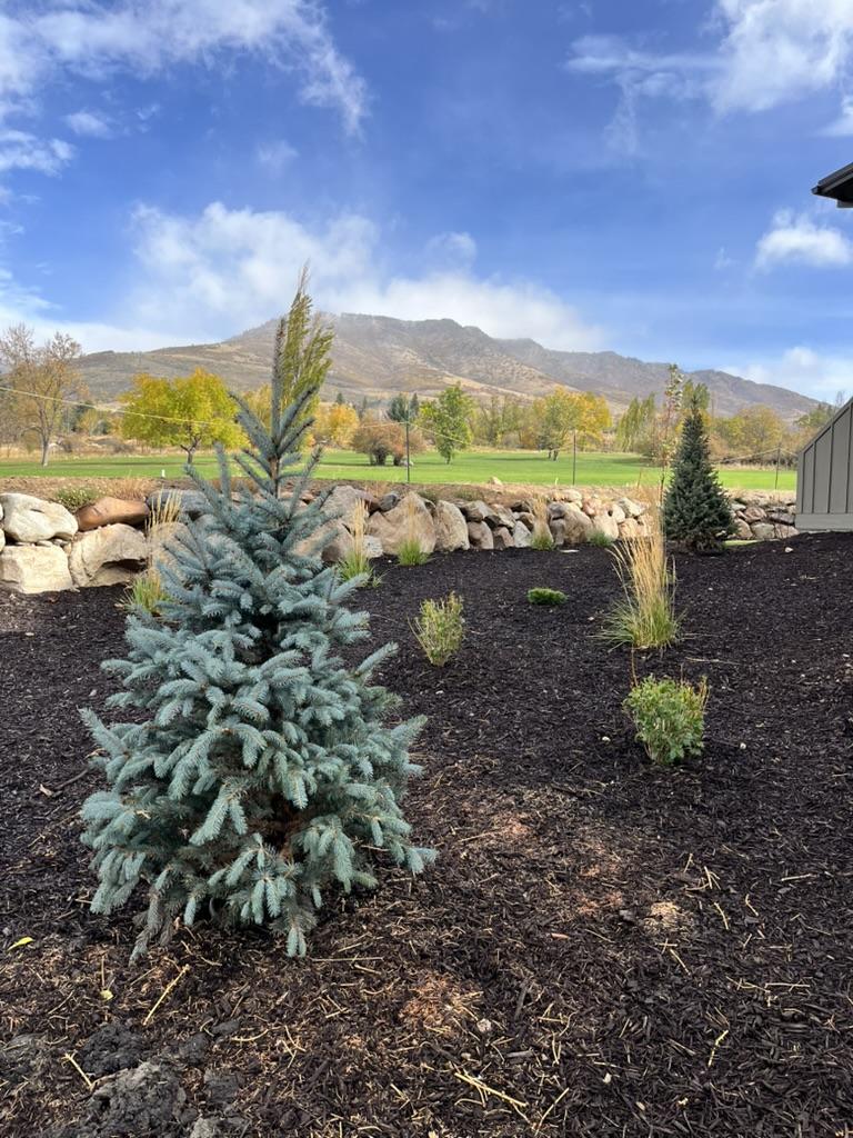 Evergreen trees and shrubs in mulched commercial landscape with mountain backdrop