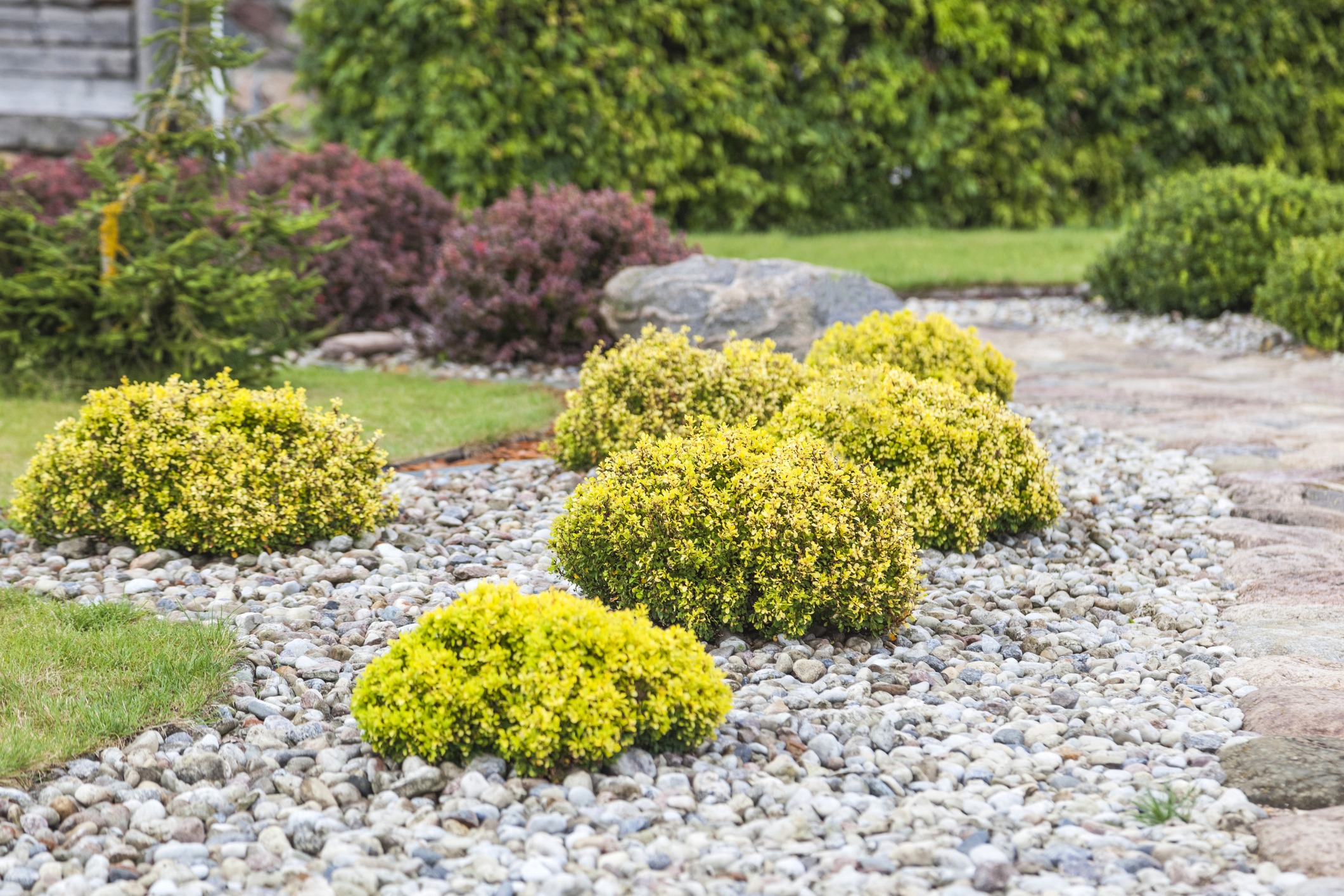 Garden landscape with bushes on rocky path