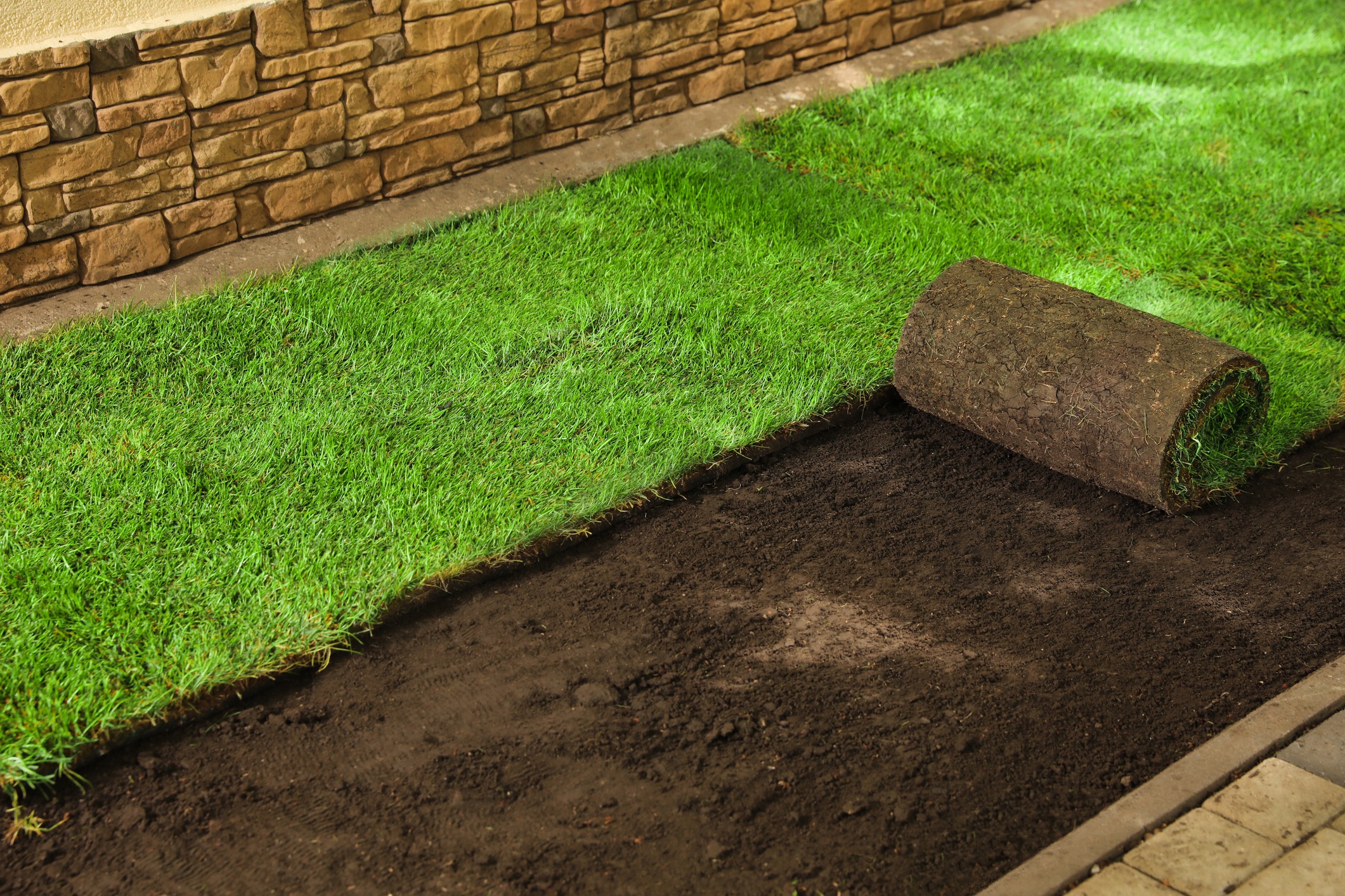 Laying fresh sod grass on soil by stone wall.