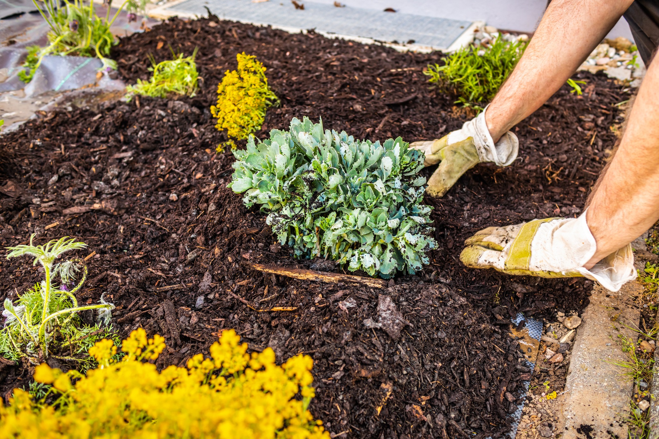 Gardener planting in mulched flowerbed.