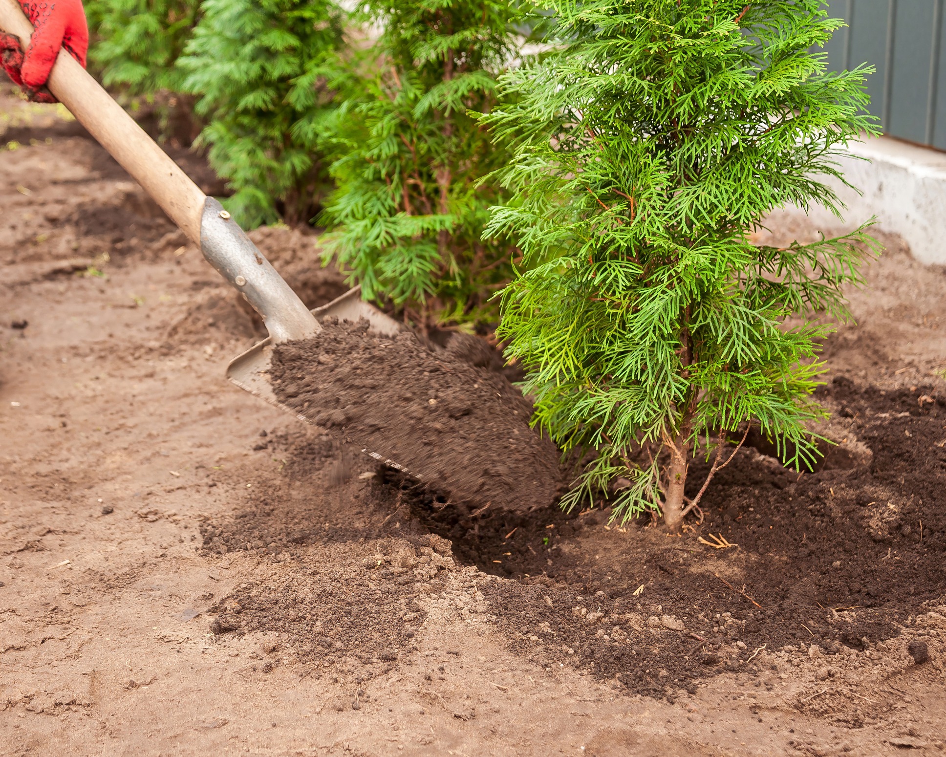 Shoveling soil around young green tree in garden