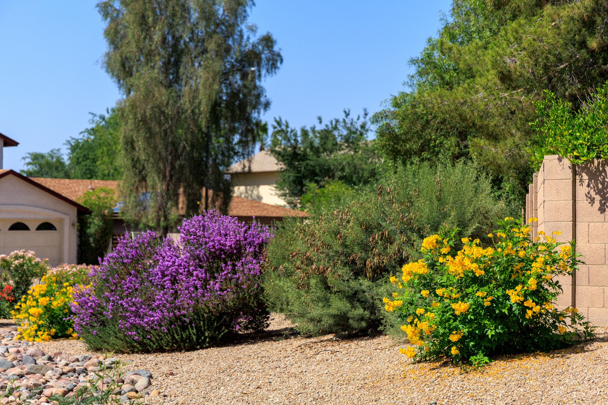 Colorful desert garden with blooming flowers