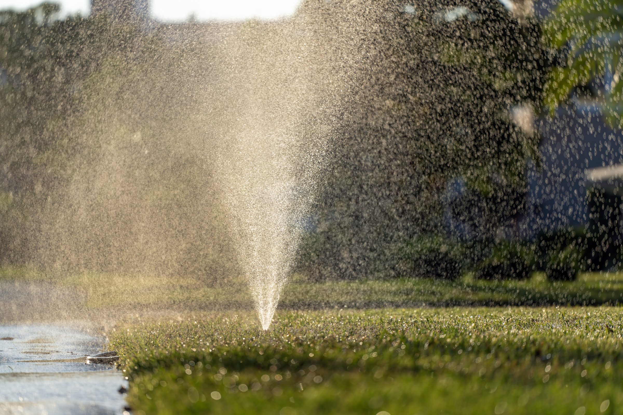 Sprinkler watering green lawn with sunlight.