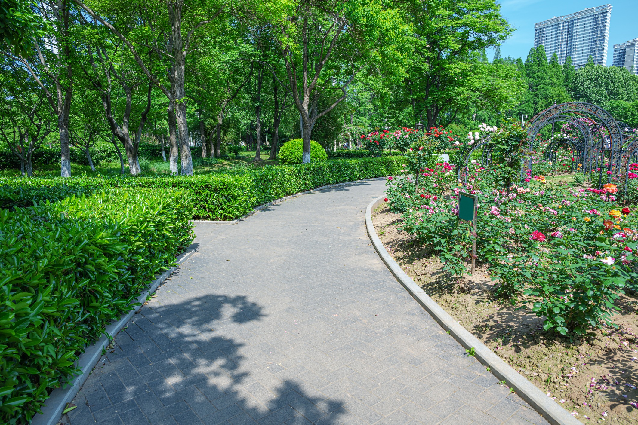 Pathway through garden with trees and blooming flowers.