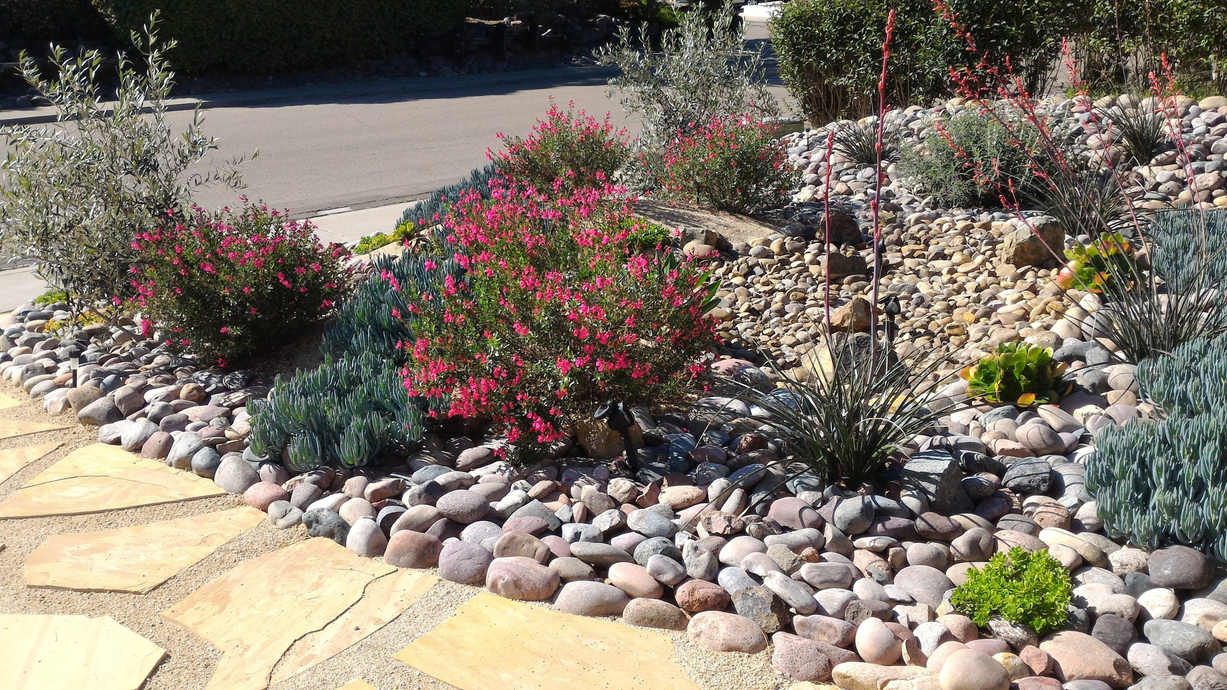 Rock garden with colorful desert plants