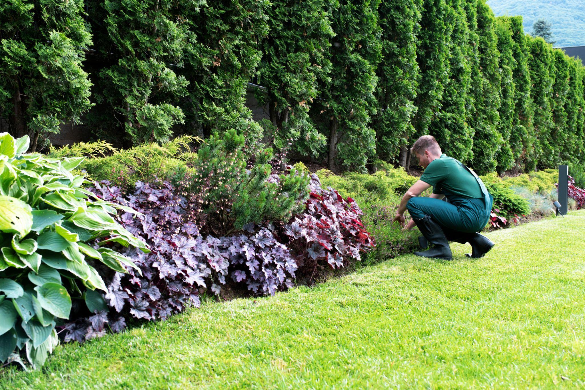 Professional landscaper working in private property garden.