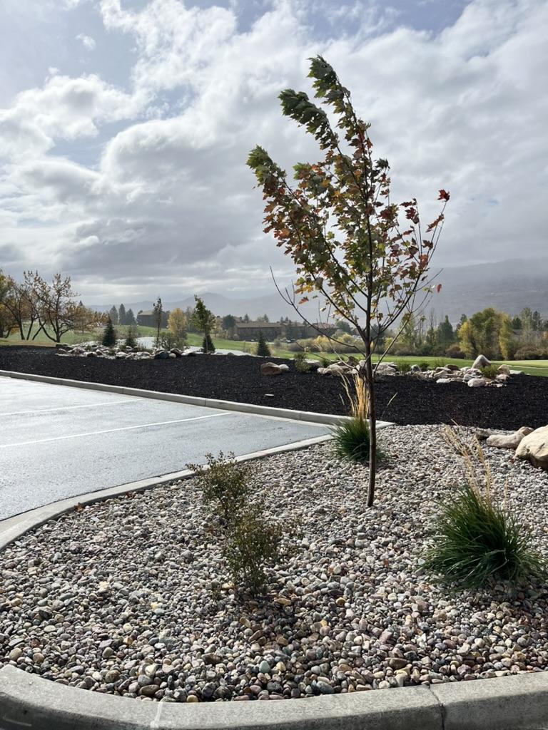 Young tree planted in rock mulch landscape bed near parking area